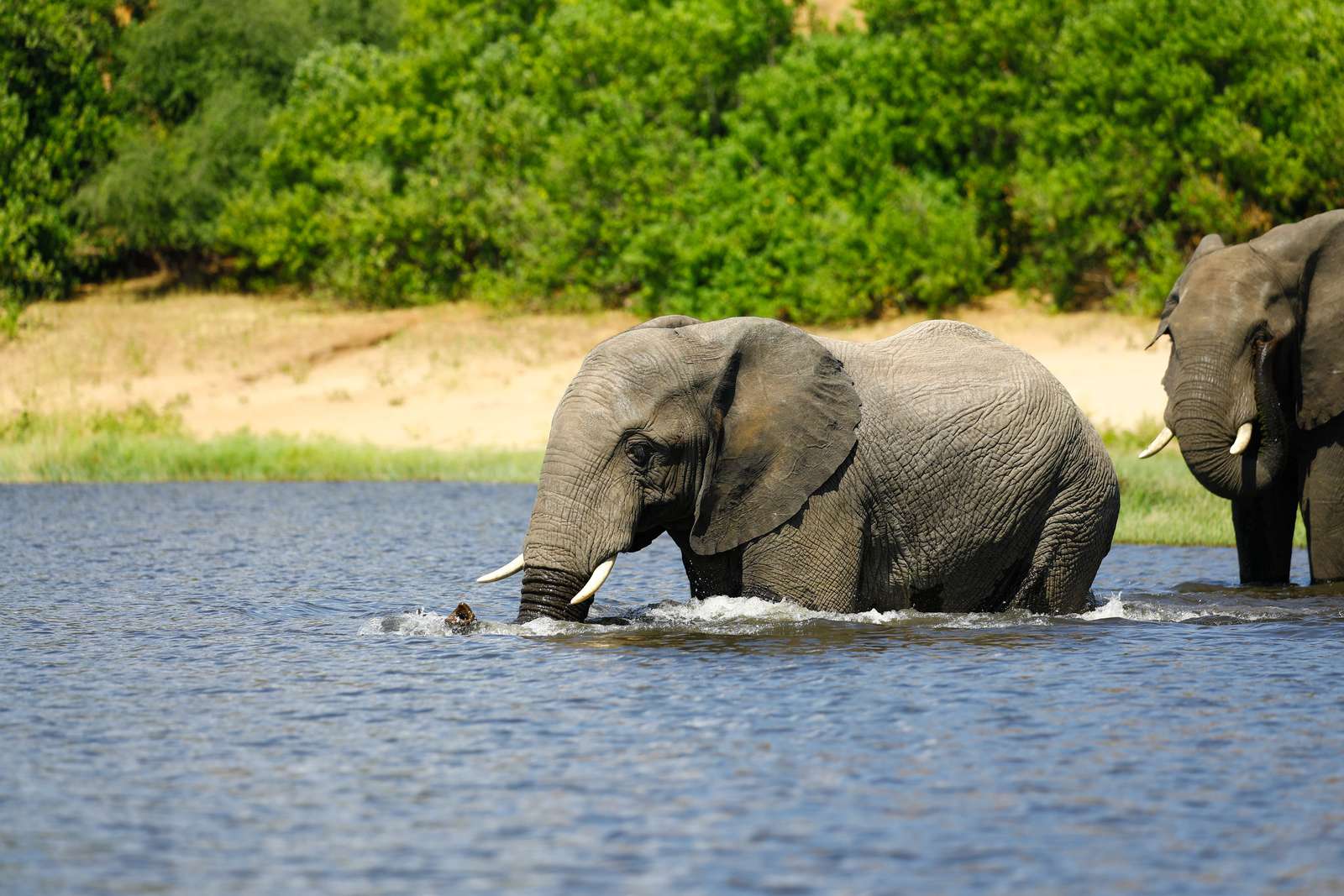 Best Time to Visit Tanzania