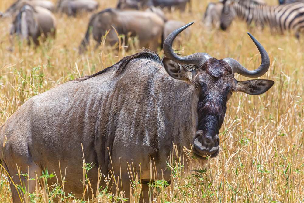 Serengeti, National Park